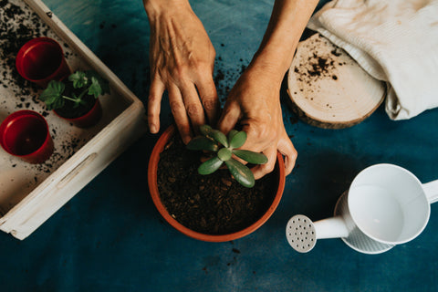 Plantenstyling: Zo Creëer je een Urban Jungle in je Woonkamer met Onze Topplanten