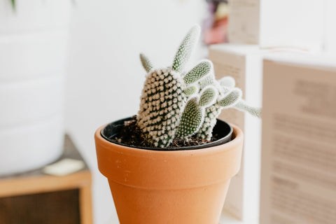 Hoe Kamerplanten je Productiviteit Kunnen Verbeteren