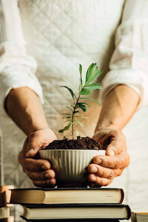 Kamerplanten als cadeau: waarom planten het perfecte geschenk zijn.