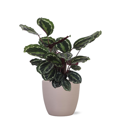 Combi deal - Calathea Medaillon