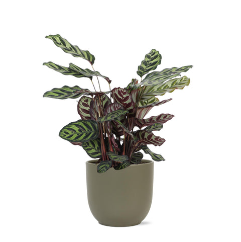 Combi deal - Calathea Makoyana