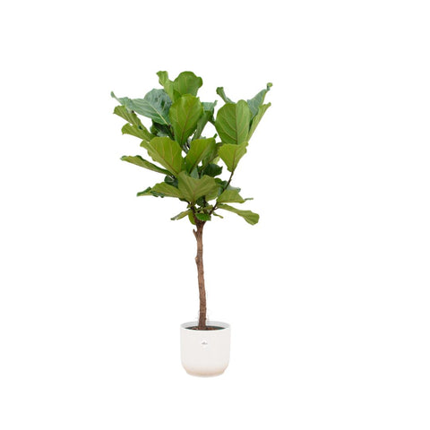 Combi deal - Ficus Lyrata stam