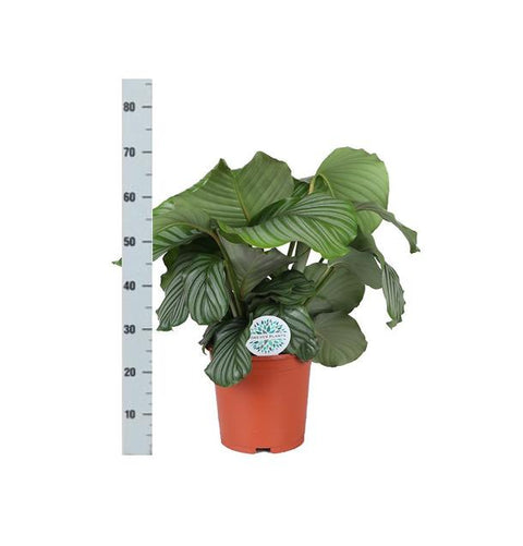 Calathea Orbifolia Ø21cm - ↕70cm