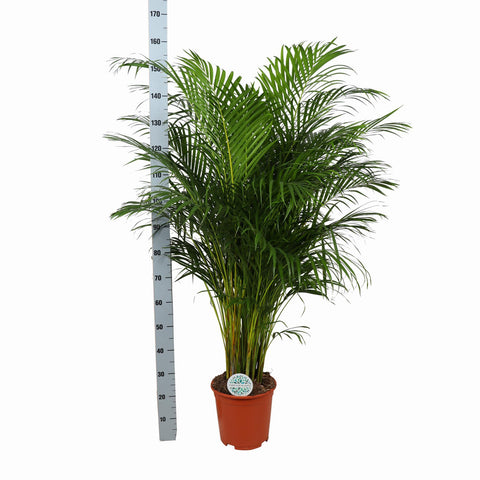 Combi deal - Dypsis Lutescens (Areca Palm)