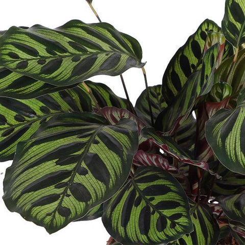 Combi deal - Calathea Makoyana