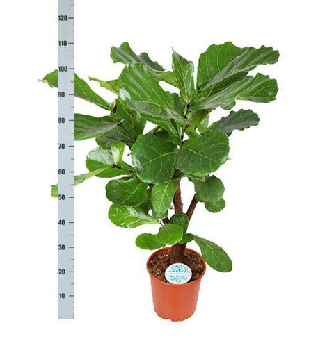 Combi deal - Ficus Lyrata (vertakt)