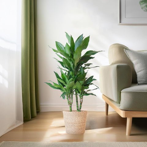 Combi deal - Dracaena Janet Lindt