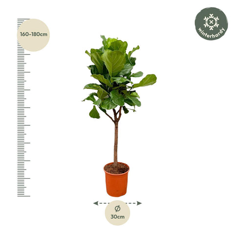 Ficus Lyrata boom XXXL