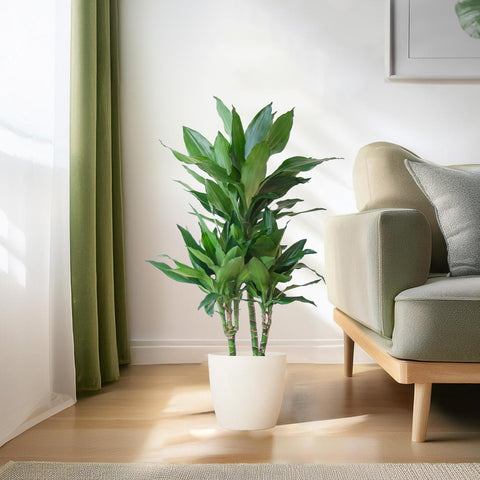 Combi deal - Dracaena Janet Lindt