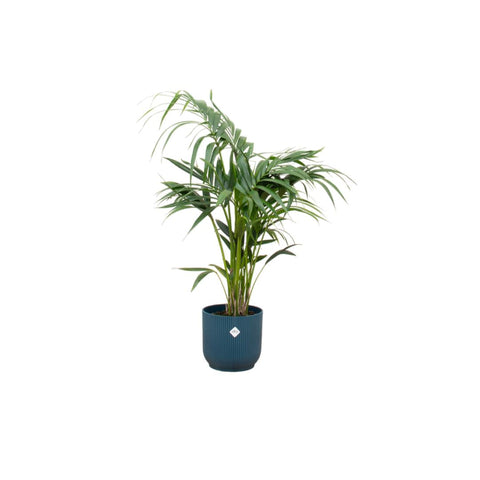 Combi deal - Kentia palm XXL