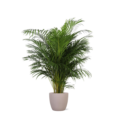 Combi deal - Dypsis Lutescens (Areca Palm)