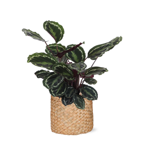 Combi deal - Calathea Medaillon