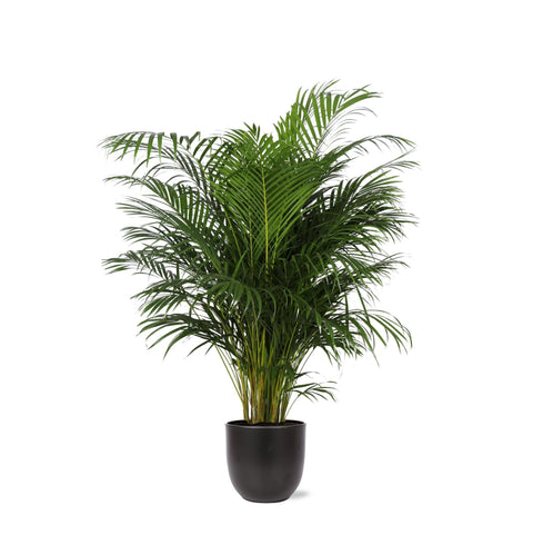 Combi deal - Dypsis Lutescens (Areca Palm)