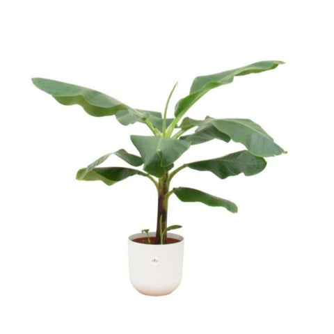 Combi deal - Bananenplant (Musa)