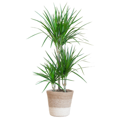 Combi deal - Dracaena Marginata