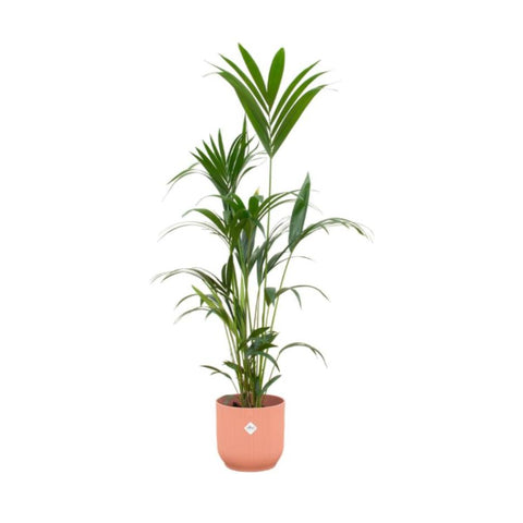 Combi deal - Kentia palm XXL