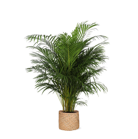 Combi deal - Dypsis Lutescens (Areca Palm)