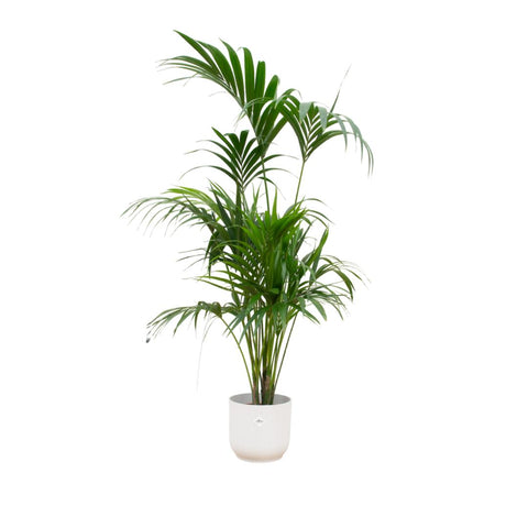 Combi deal - Kentia palm XXL