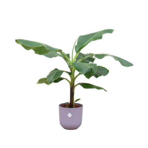 Combi deal - Bananenplant (Musa)