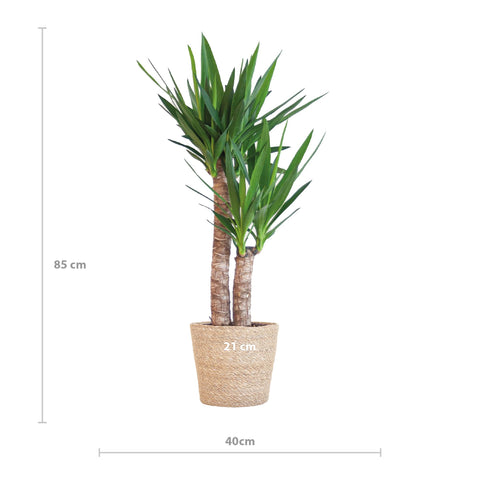 Combi deal - Yucca Elephantipes