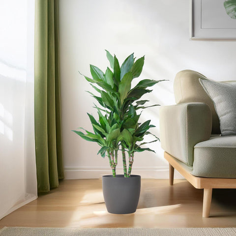 Combi deal - Dracaena Janet Lindt