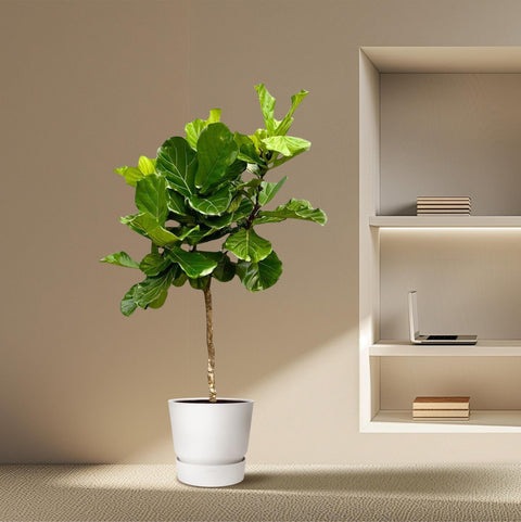 Ficus Lyrata boom XXXL