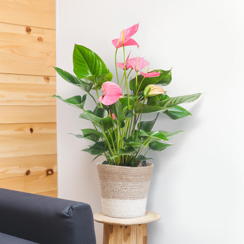 Combi deal - Anthurium Pink explosion