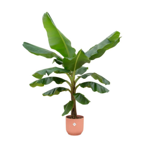 Combi deal - Bananenplant (Musa)