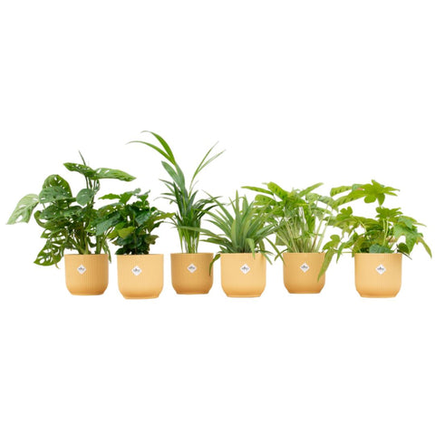 Verrassingsbox - 6 planten inclusief luxe pot Ø14