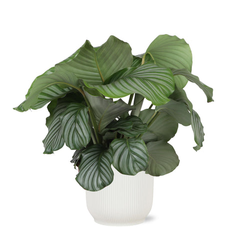 Combi deal - Calathea Orbifolia