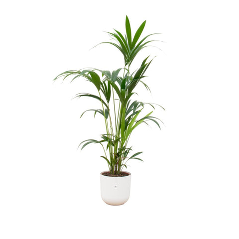 Combi deal - Kentia palm XXL