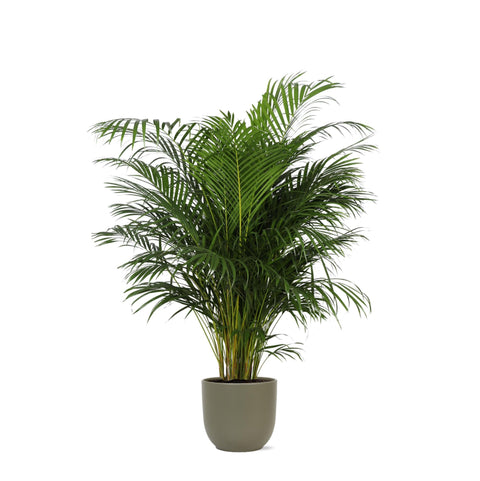 Combi deal - Dypsis Lutescens (Areca Palm)