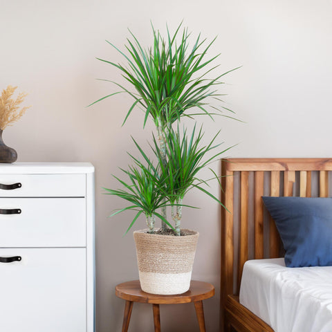 Combi deal - Dracaena Marginata