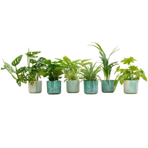 Verrassingsbox - 6 planten inclusief luxe pot Ø14