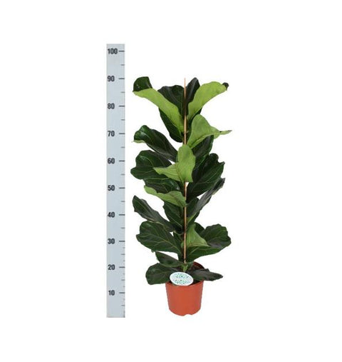 Ficus Lyrata - Ø21cm - ↕90cm