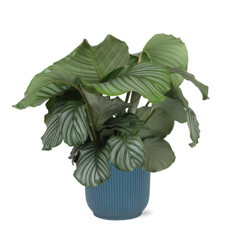 Combi deal - Calathea Orbifolia