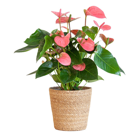 Combi deal - Anthurium Pink explosion