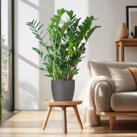 Combi deal - Zamioculcas Zamiifolia