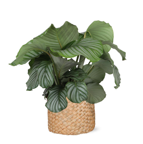 Combi deal - Calathea Orbifolia