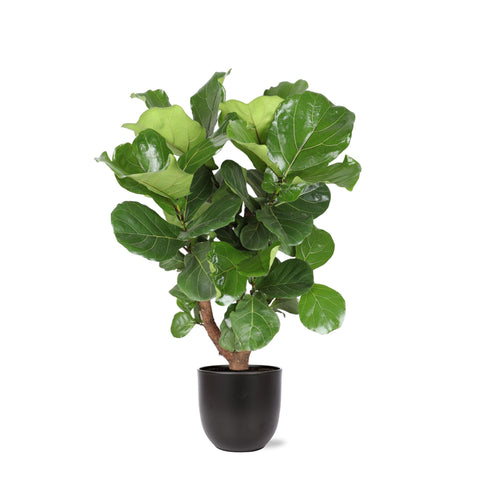 Combi deal - Ficus Lyrata (vertakt)