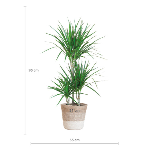 Combi deal - Dracaena Marginata