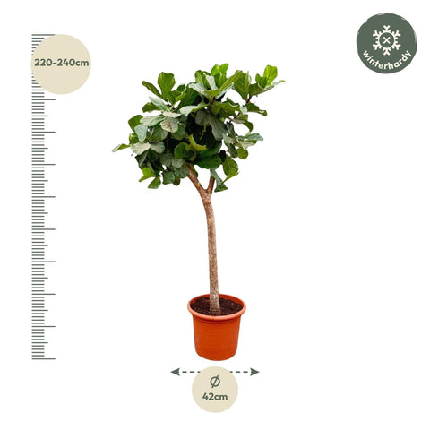 Ficus Lyrata boom XXXL