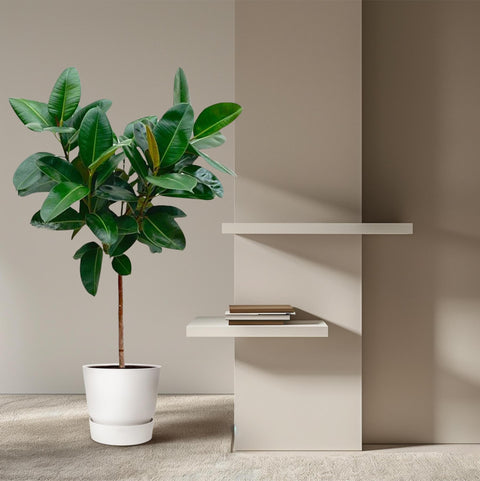 Ficus Elastica Robusta op stam