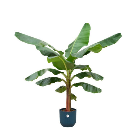 Combi deal - Bananenplant (Musa)