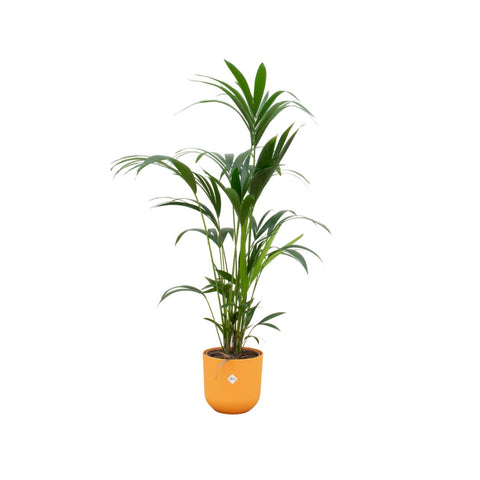 Combi deal - Kentia palm XXL