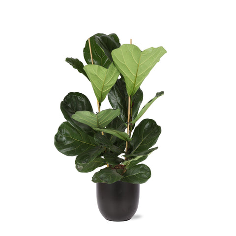 Combi deal - Ficus Lyrata