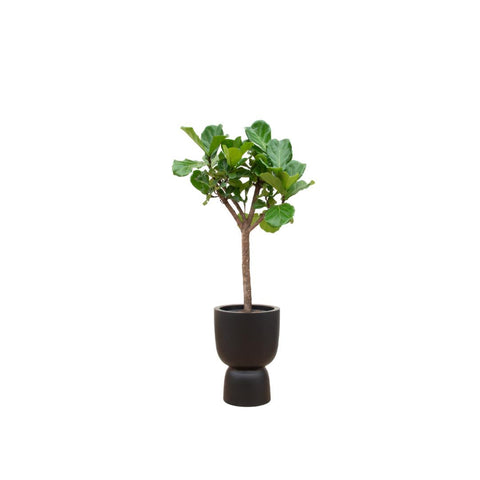 Combi deal - Ficus Lyrata boom