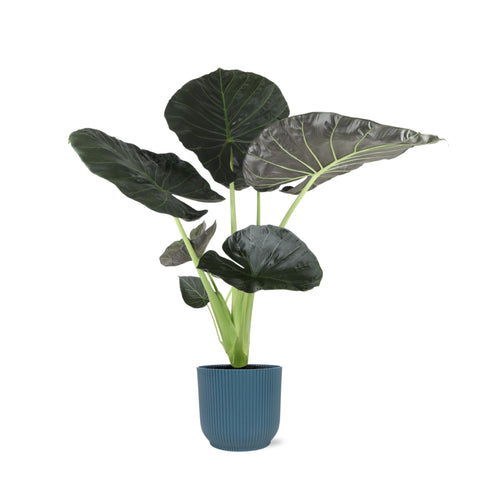 Combi deal - Alocasia Regal Shield