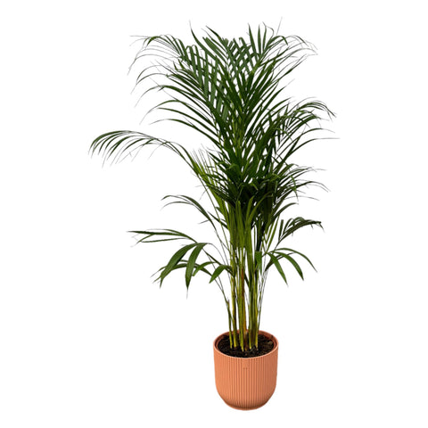 Combi deal - Areca palm (L)