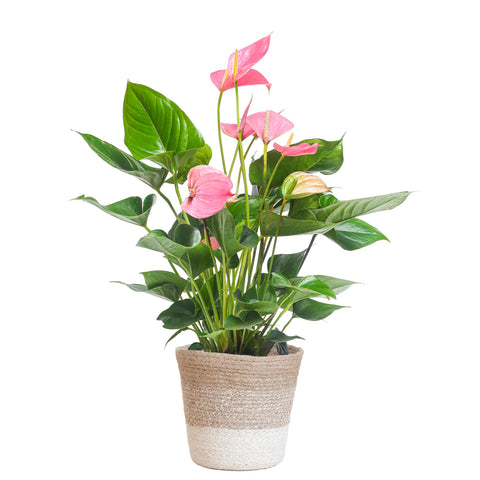 Combi deal - Anthurium Pink explosion